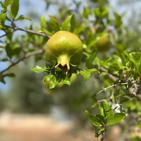 Casa Giuliveto - Charmantes Mit Privatpool In Olivenhain * Ostuni